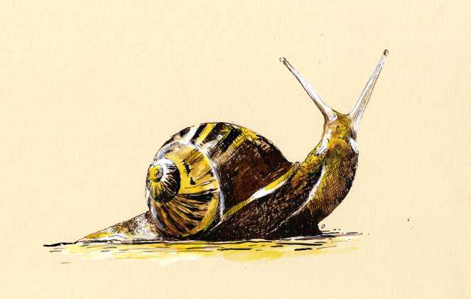 snail001