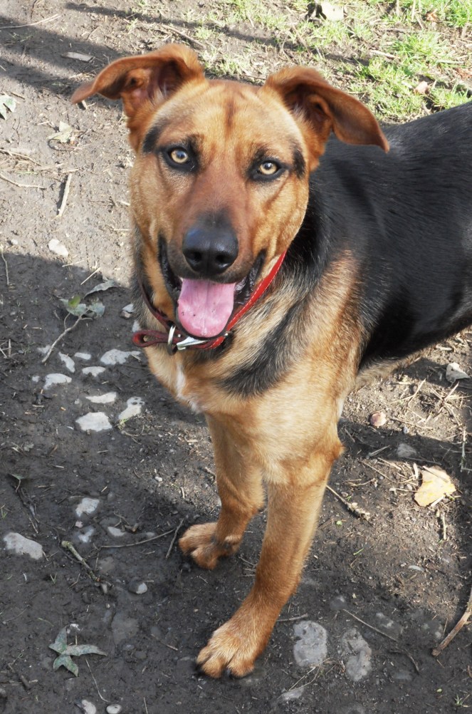 SAMSUNG DIGITAL CAMERA