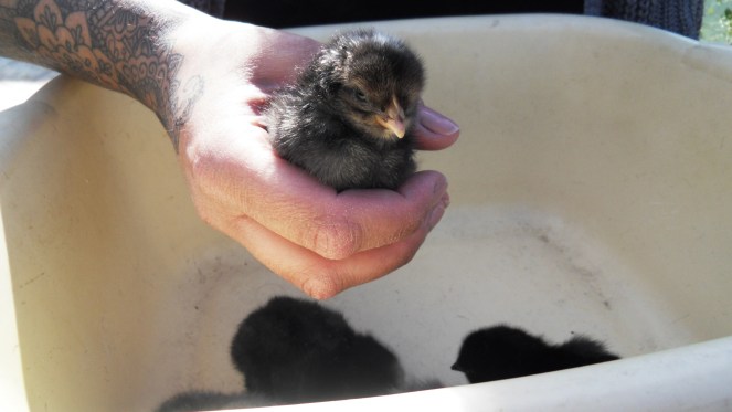 SAMSUNG DIGITAL CAMERA