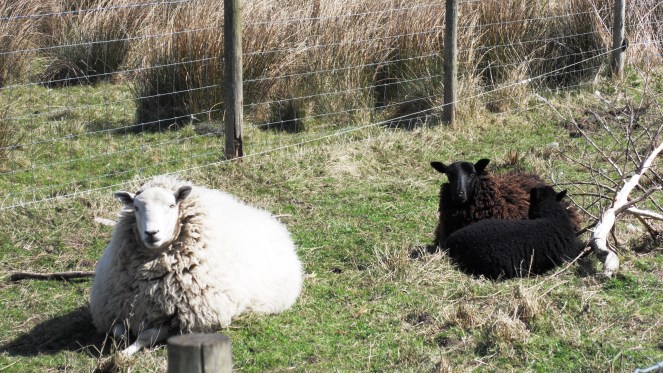 SAMSUNG DIGITAL CAMERA