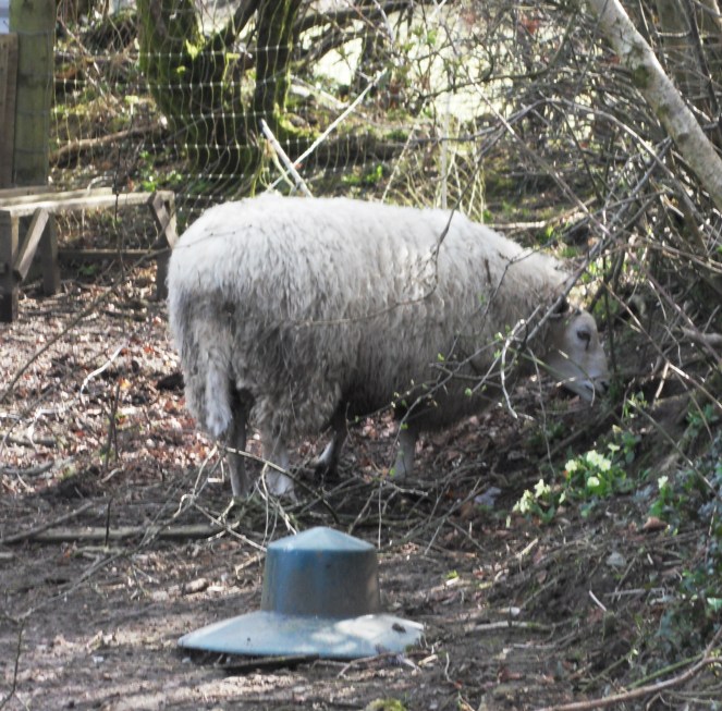 SAMSUNG DIGITAL CAMERA