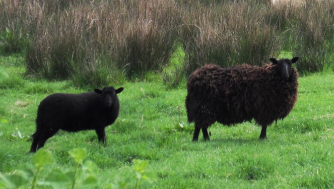 SAMSUNG DIGITAL CAMERA