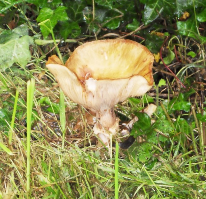 SAMSUNG DIGITAL CAMERA