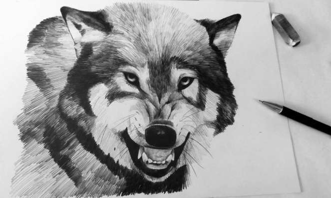 wolf