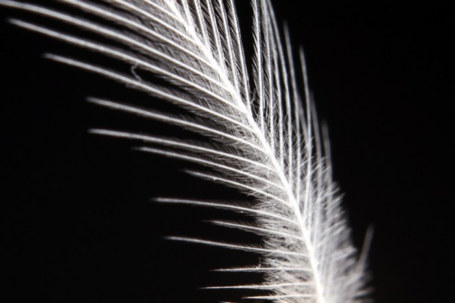 3646961295_b78b35e17e_o